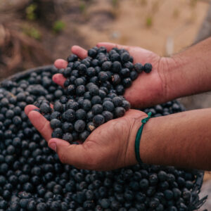 Acai Berry