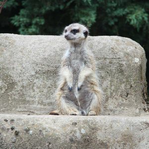 Chester Zoo